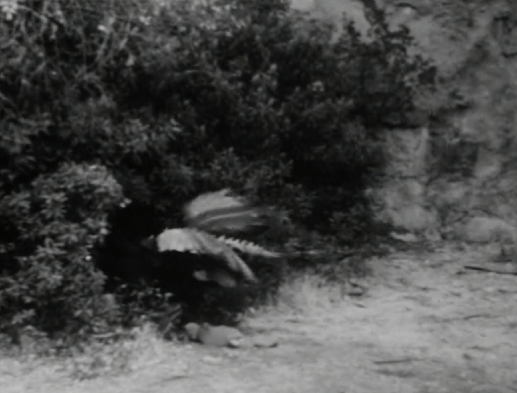 The_Flying_Serpent_4