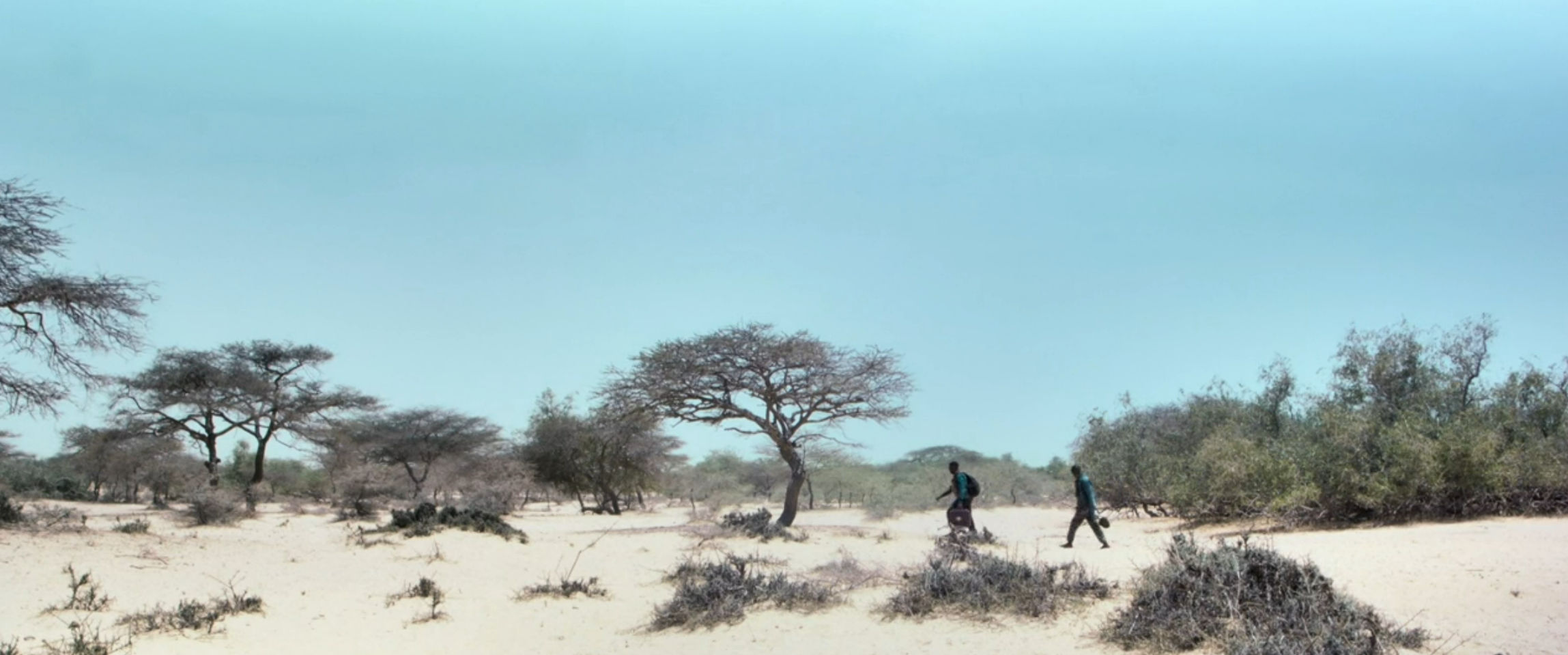 The desert landscape