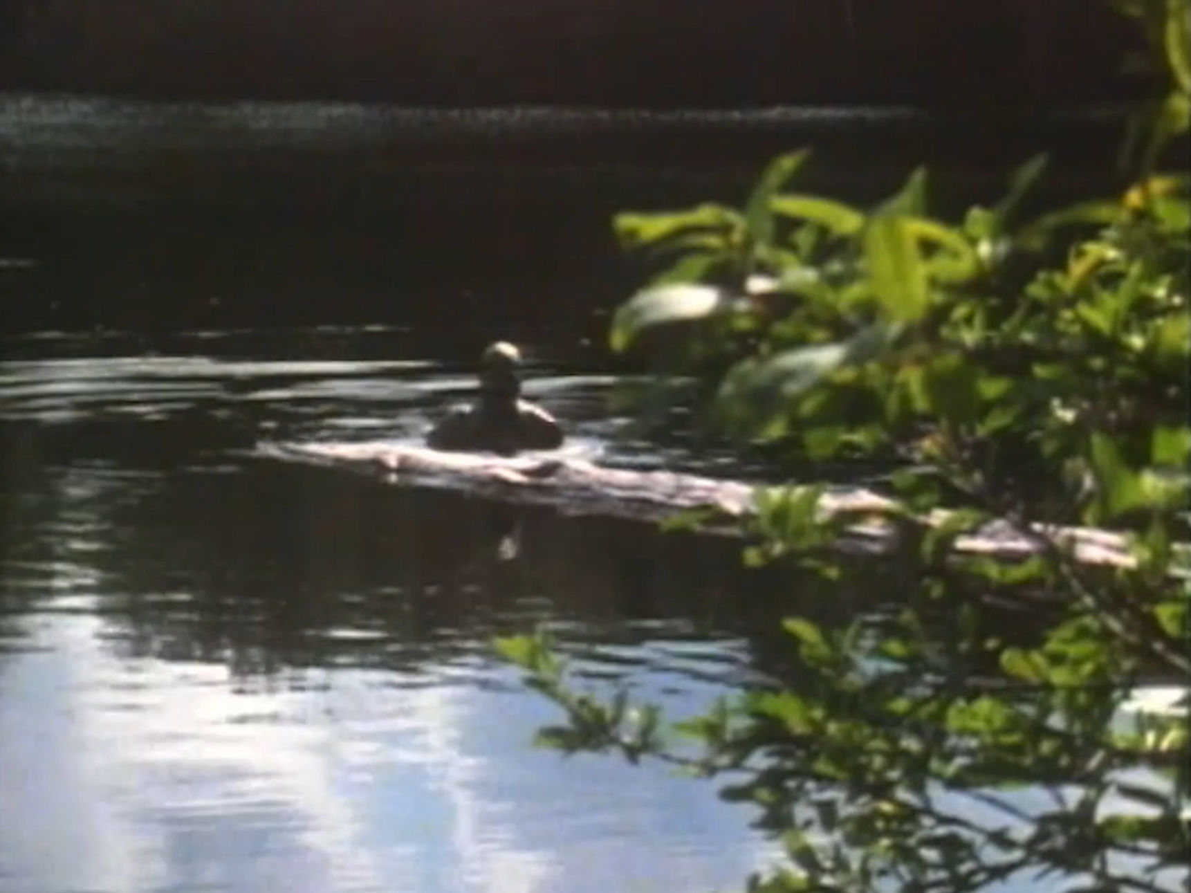 The Frog Man hiding behind a log