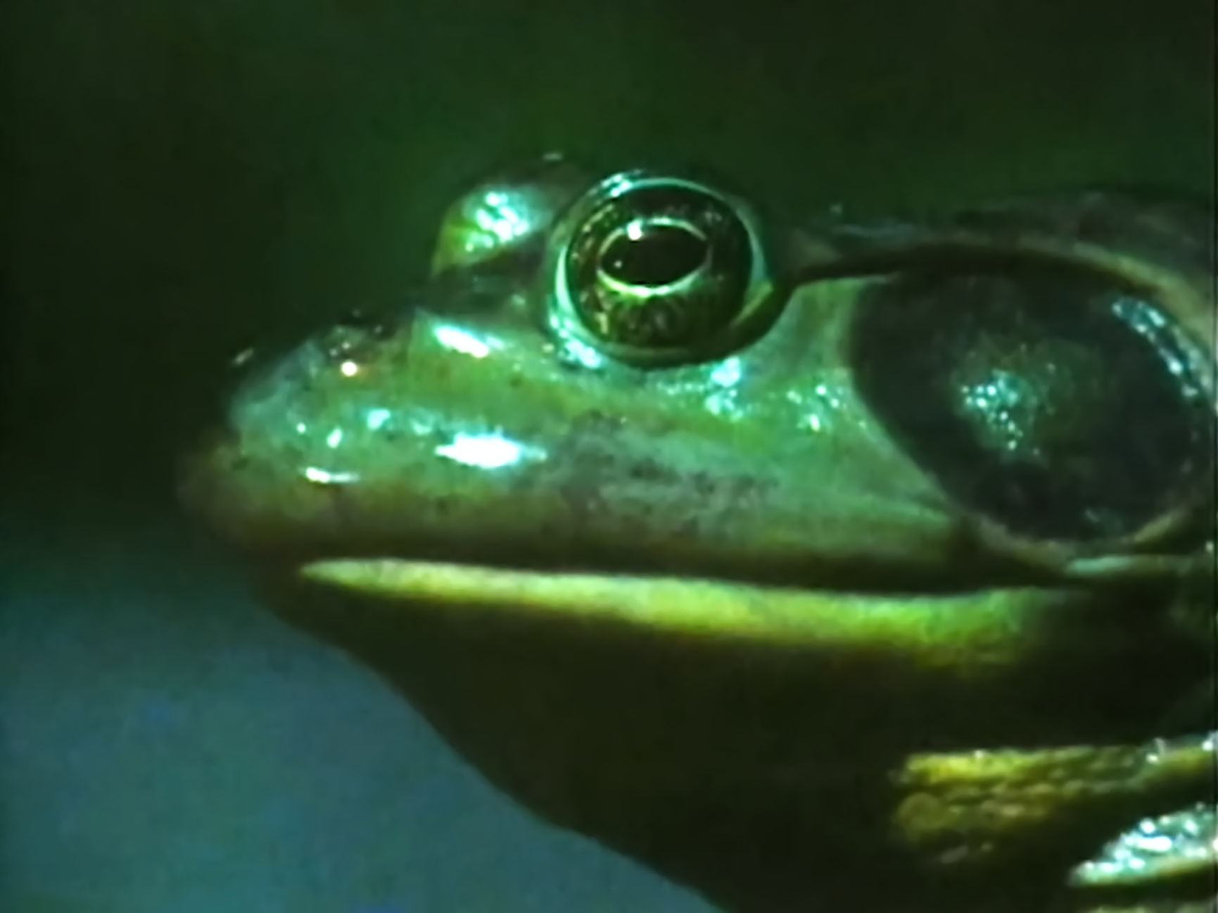 A close-up of a frog
