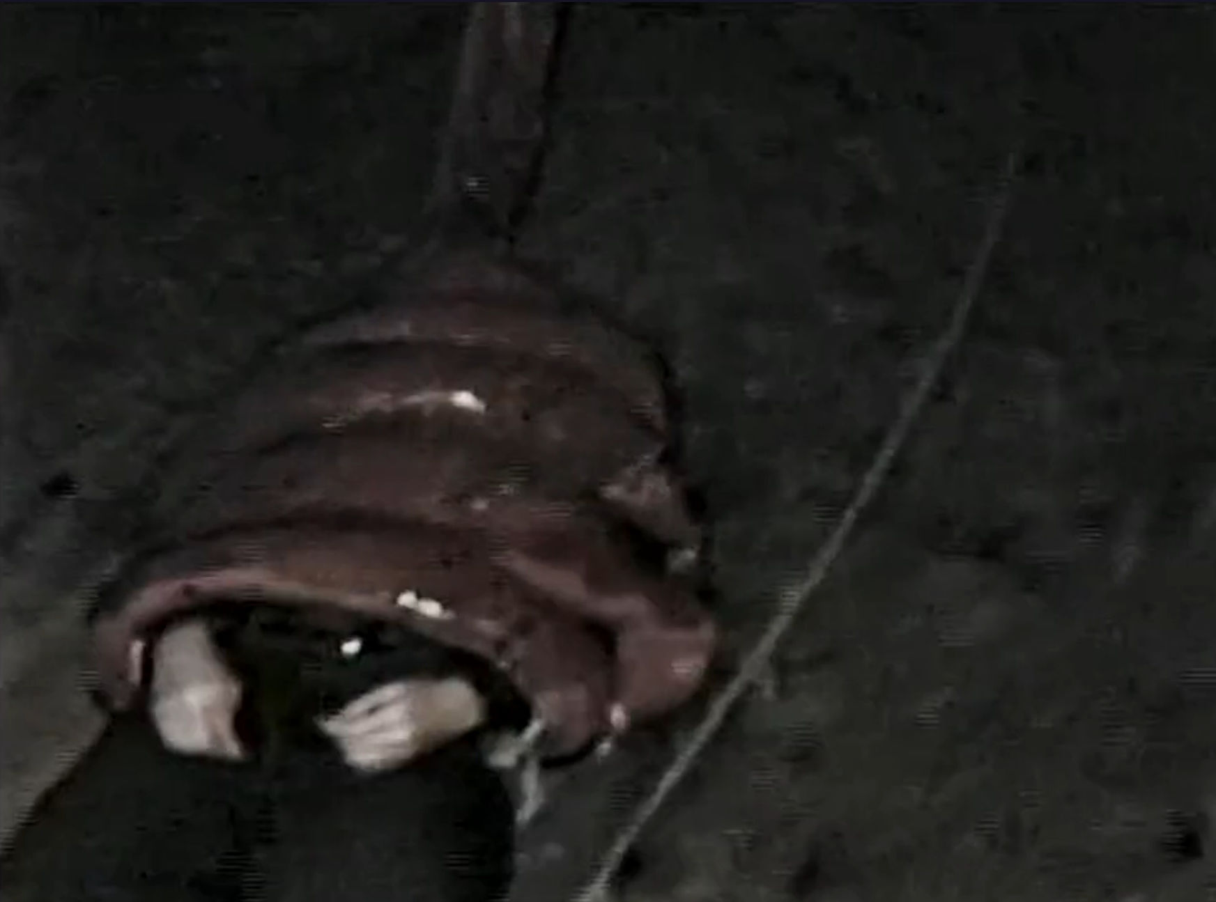 Getting dragged away by frog tongue 