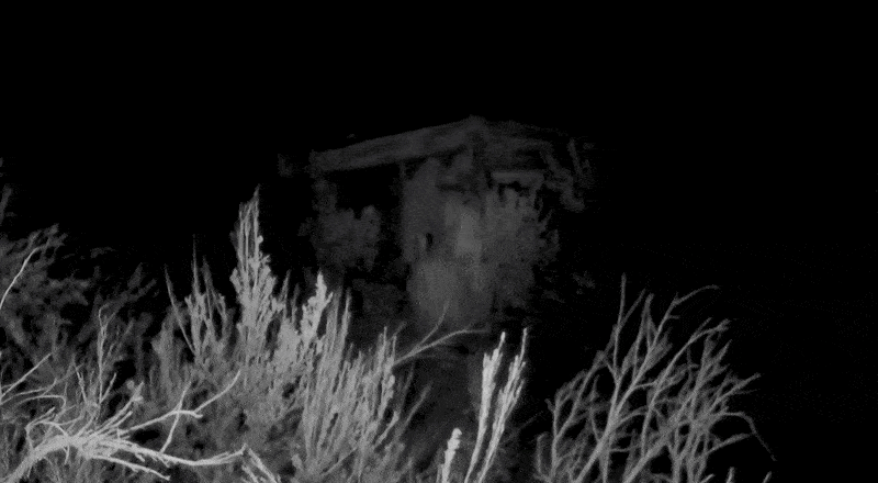 The "thing" at the cabin