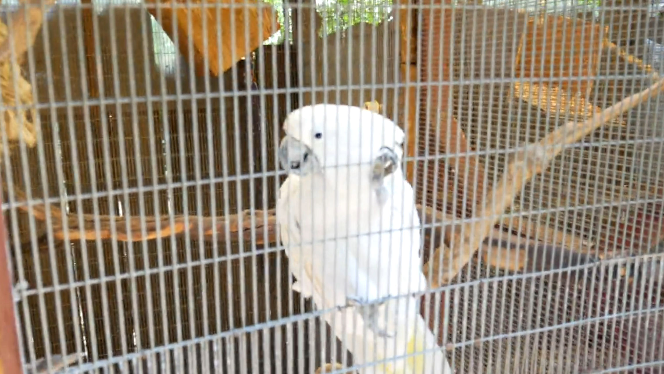 A cute cockatoo