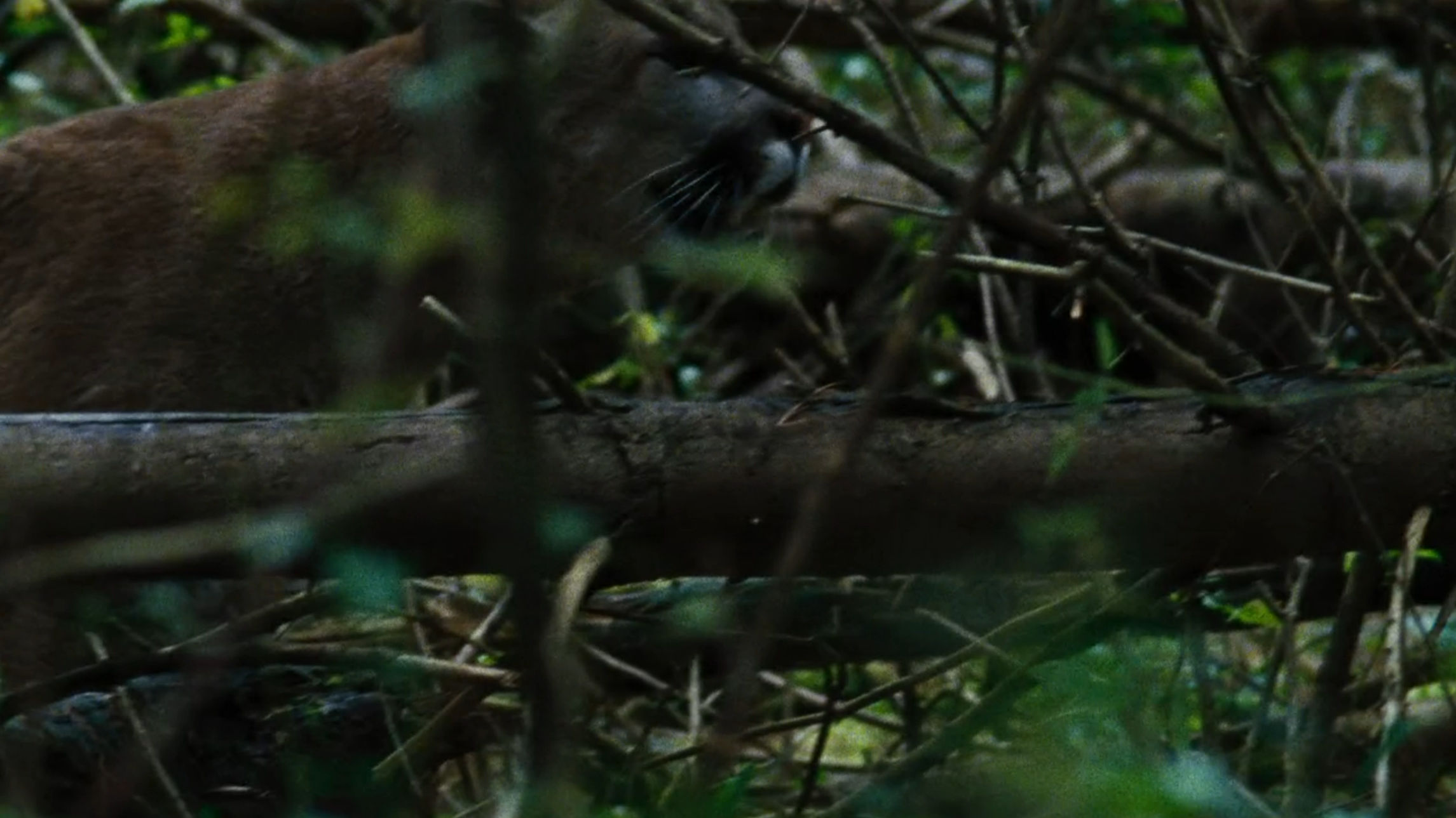 The random cougar in the woods