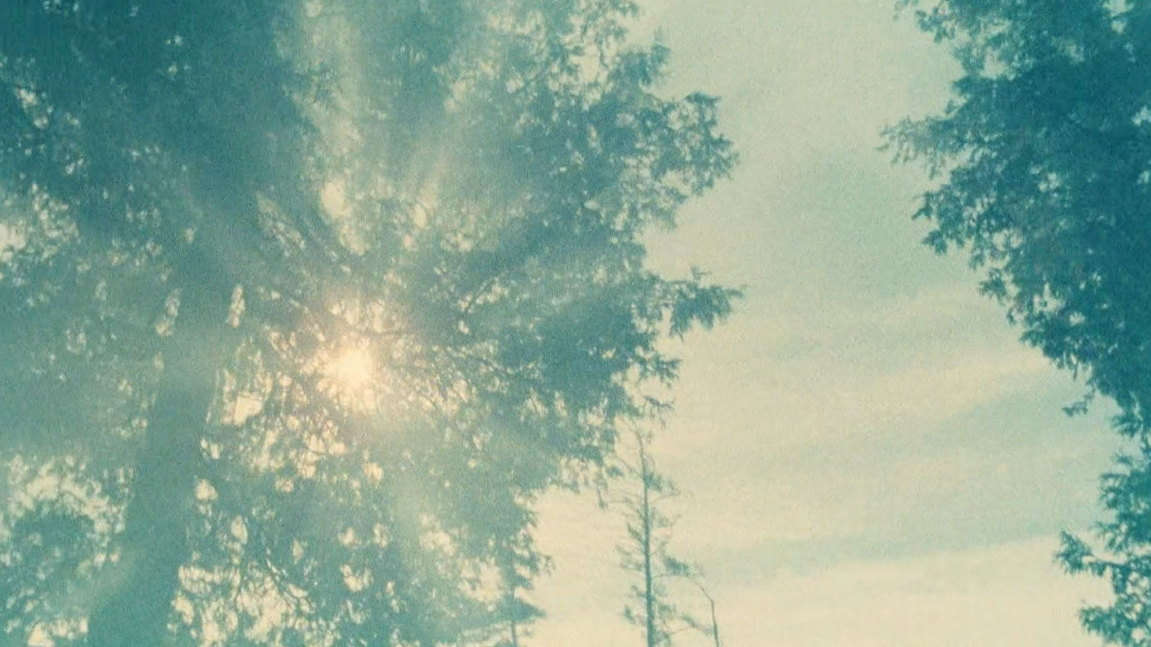 The woods at daybreak