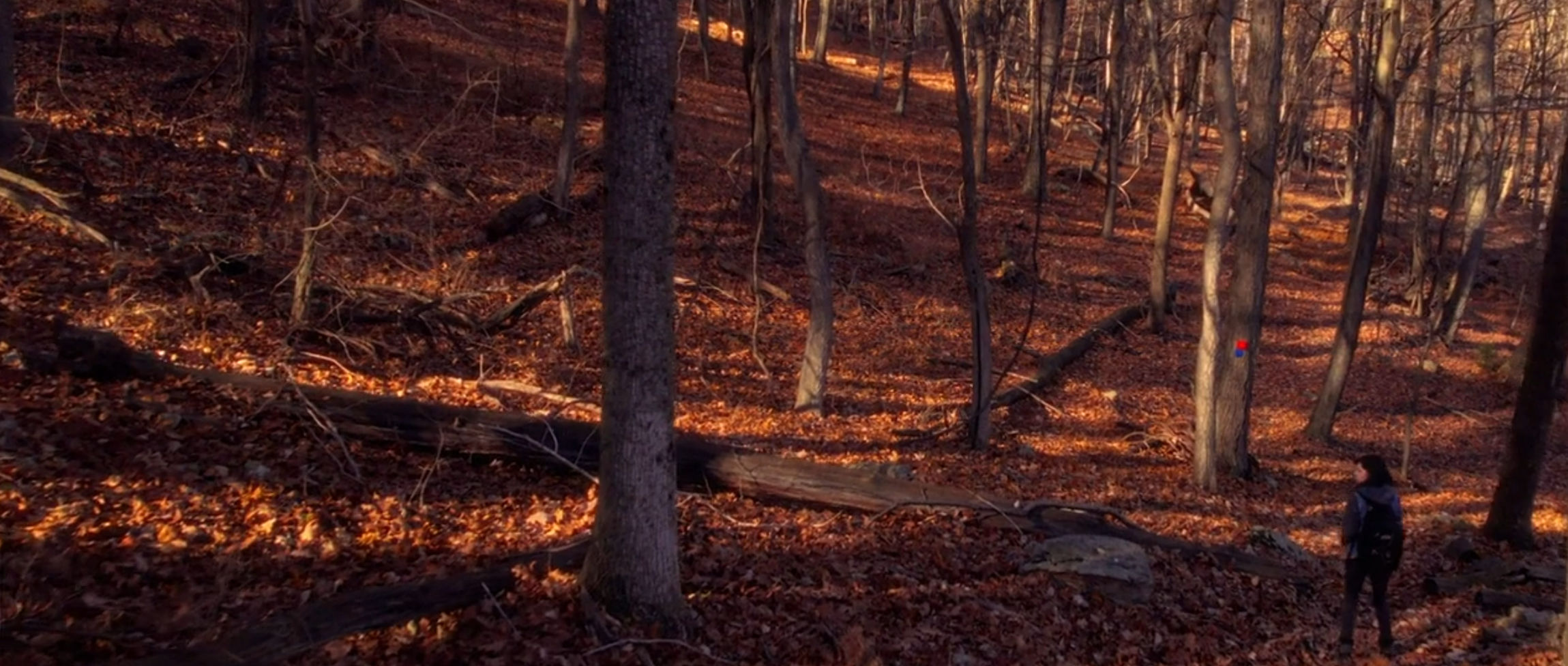 The woods